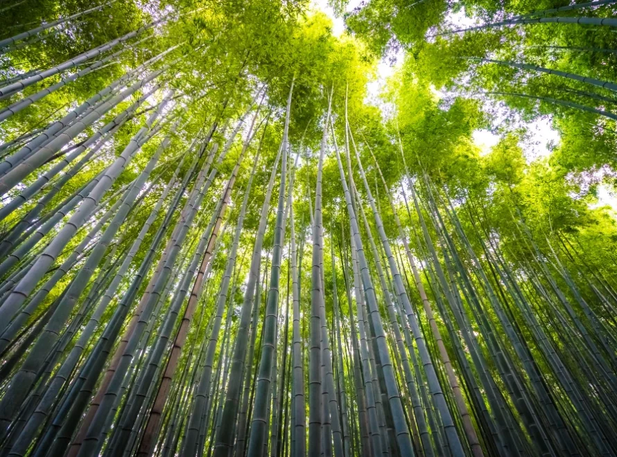 Seberapa Cepat Bambu Tumbuh? Fakta yang Bikin Kamu Mikir Dua Kali Sebelum Pakai Tisu Biasa