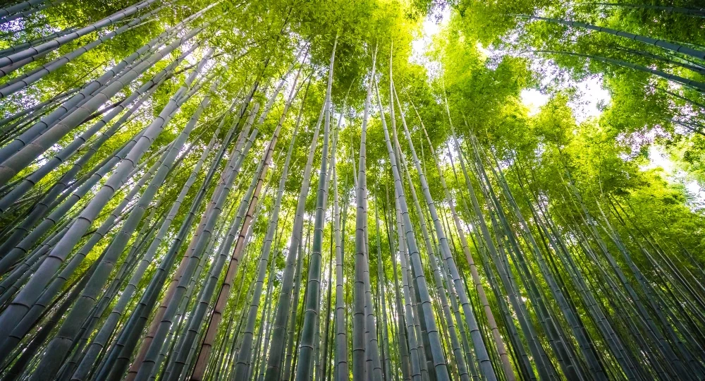 Seberapa Cepat Bambu Tumbuh? Fakta yang Bikin Kamu Mikir Dua Kali Sebelum Pakai Tisu Biasa